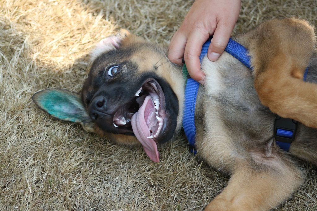 Baby Talic